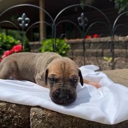 Light pink collar - Fawn female Great Dane puppy in Corsica, Pennsylvania from Ferguson Family Danes LLC