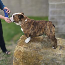 Barbie - Bulldog