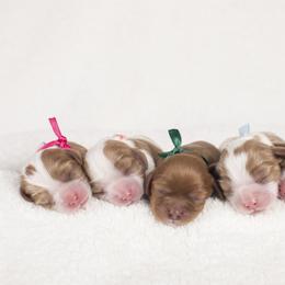 Brittany and Cavalier King Charles Spaniel Puppies from Katy Cavaliers & Barefoot Days Brittanys