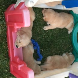 Golden Retriever Puppies from Huntleigh Goldens