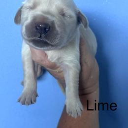 Lime - Light golden female Golden Retriever puppy in Jesup, Georgia from Painted Platinum Retrievers (Painted Platinum Kennel) PPK