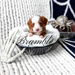 Bramble - Red  male Goldendoodle puppy in Springville, Utah from Happy Doodle