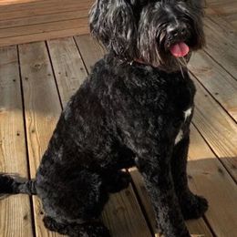 Australian Labradoodle All Grown Up from Rocky Mountain Labradoodles