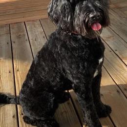 Australian Labradoodle All Grown Up from Rocky Mountain Labradoodles