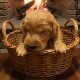 Butter (Boy 1) - Dark golden male Golden Retriever puppy in Wendell, Minnesota from Floden Farm Golden Retrievers
