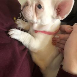 French Bulldog Puppies from ETL FUNTASTIC FRENCHIES