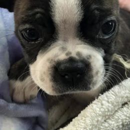 Boston Terriers from D & R Boston Terriers