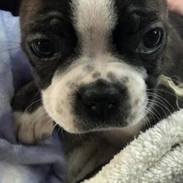 Boston Terriers from D & R Boston Terriers