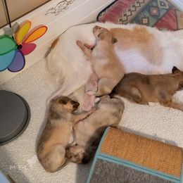 Silken Windhound Puppies from Redshift Silken Windhounds