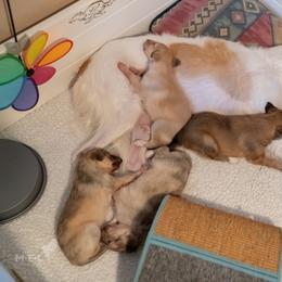 Silken Windhound Puppies from Redshift Silken Windhounds