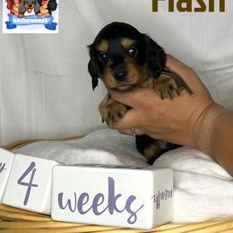 Dachshund Puppies from Shannon Dolly’s Dachshunds