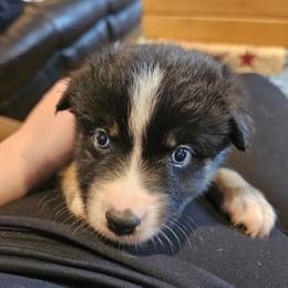 Whiskey - Black tri male Miniature American Shepherd puppy in New Providence, Pennsylvania from Tons of Kisses