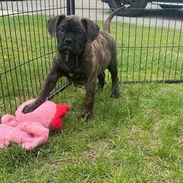 Destiny - Red brindle female Bullmastiff puppy in South Attleboro, Massachusetts from Bessettes Bullies
