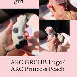 Pied girl - Brindle and white female French Bulldog puppy in Polk City, Florida from Best Friend Frenchies, LLC