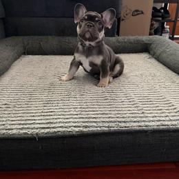 French Bulldog Puppies from Royal velvet frenchies
