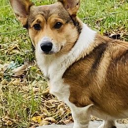 Pembroke Welsh Corgis from Patton's Pasture