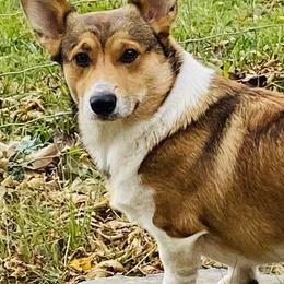 Pembroke Welsh Corgis from Patton's Pasture