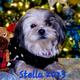 Stella
