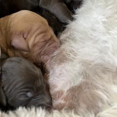 Goldendoodle Puppies from O’Doodle Clan Goldendoodles