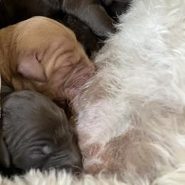 Goldendoodle Puppies from O’Doodle Clan Goldendoodles