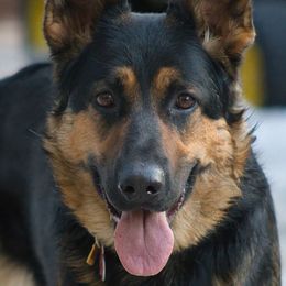 German Shepherds from Forest Home Shepherds