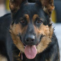 German Shepherds from Forest Home Shepherds