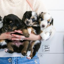 Australian Shepherds, Miniature Australian Shepherds, and Toy Australian Shepherds from New Market Aussies