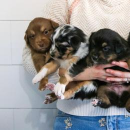 Australian Shepherds, Miniature Australian Shepherds, and Toy Australian Shepherds from New Market Aussies