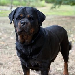 Stronger - Rottweiler