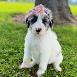 Clarabelle - Gray and white female Sheepadoodle puppy in Willacoochee, Georgia from Kitandkboodle's Doodles