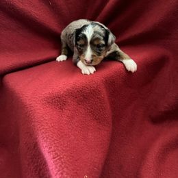 Boy 1 - Toy Australian Shepherd puppy from Chapman's Aussies