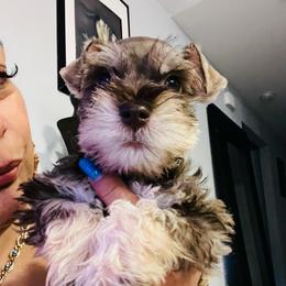 Liver bear - Salt and pepper male Miniature Schnauzer puppy in Lehigh Acres, Florida from Regency Schnauzer