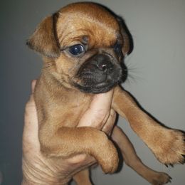 Charlie - Red Brussels Griffon puppy in Nc, Florida from Brusseluv2