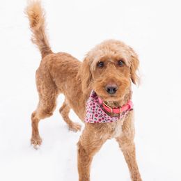 Goldendoodles from The Ruff and Fluff