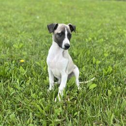 Whippet Puppies from Hertzog  Whippets