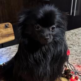 Boo - Pomeranian