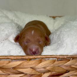 Tinkerbell - Red  female Goldendoodle puppy in Mesa, Arizona from AZ River Doodles
