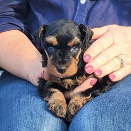 Kimber (Tilley) - Black and silver female Miniature Schnauzer puppy in Lexington, North Carolina from Schnauzer Snobs