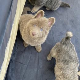 Boy 3 - Isabella male German Shepherd puppy in Pelham, North Carolina from P & P Shepherds