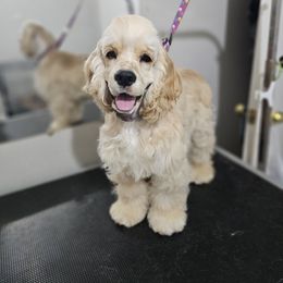Silver - Silver male Cocker Spaniel puppy in Peoria, Arizona from Stand Alone Cockers