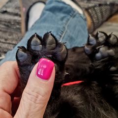 Working Dog Cross Puppies from Happy Hartz