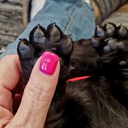 Working Dog Cross Puppies from Happy Hartz