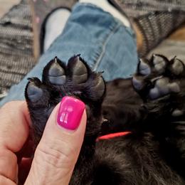 Working Dog Cross Puppies from Happy Hartz