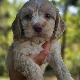 Red Female - Buff and white female Cockapoo puppy in Mocksville, North Carolina from Hunting Creek Kennels & Farm