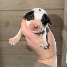 Lighting - Black white and tan male English Springer Spaniel puppy in Cottageville, West Virginia from Mountain Top Springers