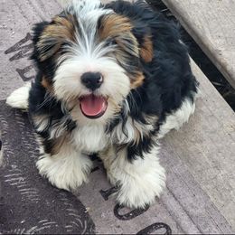 Boy 2 - Parti male Yorkshire Terrier puppy in Adams, North Dakota from Mathiasons Little Barkers