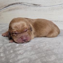 TBD - Dark golden male Golden Retriever puppy in Scurry, Texas from 07 Seven Oaks Goldens and Doodles