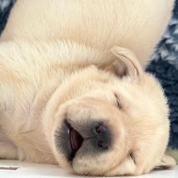 Labrador Retrievers from Moss Ridge Labradors