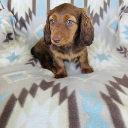 Girl 1 - Red female Dachshund puppy in Oklahoma from DRB Dachshunds