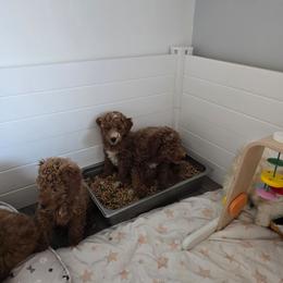 Zuko - Red  male Poodle puppy in Washington from Mt.BakerPoodles&Doodles